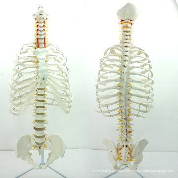 SPINE06 (12379) Medizinische Anatomie Wissenschaft lebensgroße Brustbein mit Transpaentent Rib für medizinische Schule Bildung